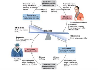 Diagram of homeostatic control mechanisms and feedback