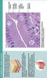 Simple cuboidal epithelium in kidney, labeled