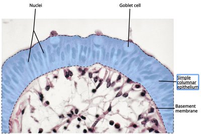 Simple columnar epithelium in small intestine, highlighted