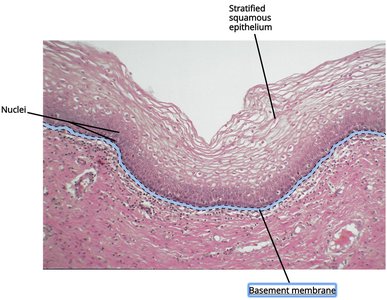 Stratified squamous epithelium in vagina