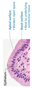 Diagram showing apical and basal surfaces of epithelium