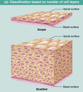 Classification based on number of cell layers: simple vs stratified