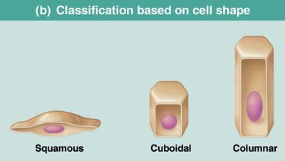 Classification based on cell shape: squamous, cuboidal, columnar