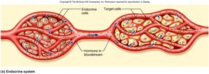 Diagram of endocrine cells releasing hormones into the bloodstream, targeting distant cells