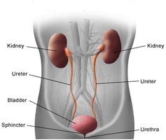 Diagram of the urinary system