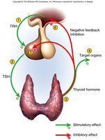 Diagram of negative feedback regulation of the pituitary and thyroid gland