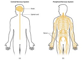 Diagram of Central and Peripheral Nervous System
