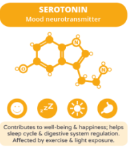 Serotonin neurotransmitter structure