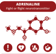 Adrenaline neurotransmitter structure