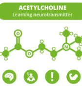 Acetylcholine neurotransmitter structure