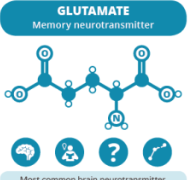Glutamate neurotransmitter structure