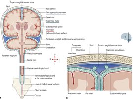 Meninges and associated spaces