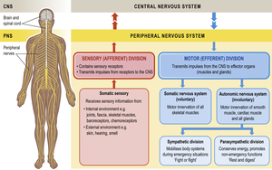 Functional divisions of CNS and PNS