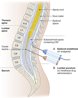 Spinal cord and meninges