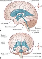 Brain ventricles