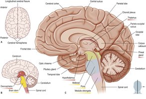 Major parts of the brain