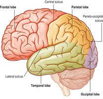 Brain lobes and their functions
