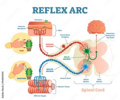 Reflex arc diagram