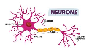Structure of a neurone