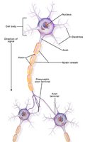 Neurone with myelin sheath and axon terminal