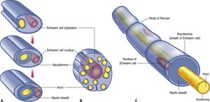 Myelinated axon structure