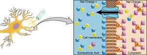 Ion movement during action potential