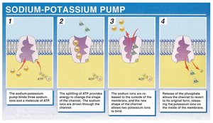 Sodium-potassium pump mechanism