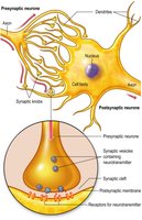 Synaptic transmission diagram