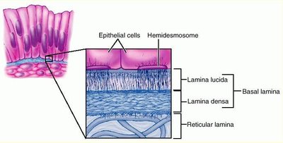 Diagram of epithelial tissue and basement membrane structure
