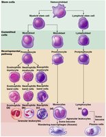 Leukocyte formation and differentiation