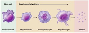 Developmental pathway of platelets from stem cell to megakaryocyte