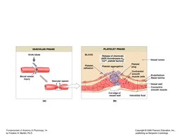 Vascular and platelet phases of hemostasis