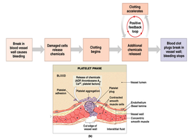 Platelet phase and positive feedback loop