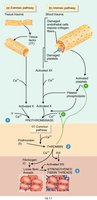 Coagulation cascade pathways