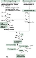 Detailed steps of coagulation pathways