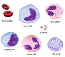 Types of blood cells: erythrocytes, monocyte, eosinophil, lymphocyte, neutrophil, basophil, platelets