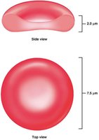Biconcave shape of erythrocyte