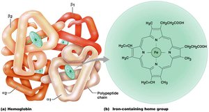 Hemoglobin structure and iron-containing heme group