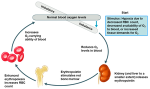 Erythropoietin mechanism and feedback regulation