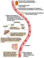 Life cycle of red blood cells and hemoglobin breakdown