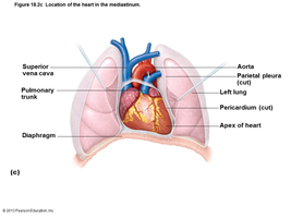 Location of the heart in the mediastinum