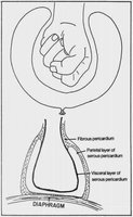 Pericardial layers surrounding the heart