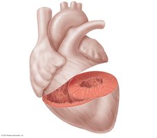 Anatomical differences between right and left ventricles