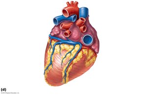Coronary arteries and veins, posterior view