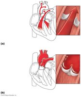 Semilunar valve functioning