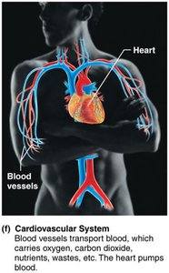 Cardiovascular system