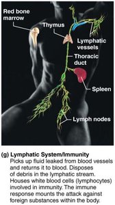 Lymphatic system
