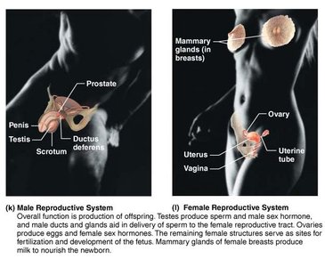 Male and female reproductive systems