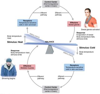 Negative feedback in body temperature regulation