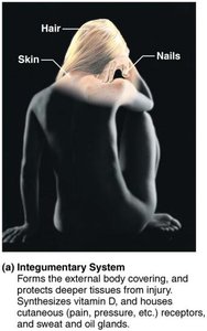 Integumentary system